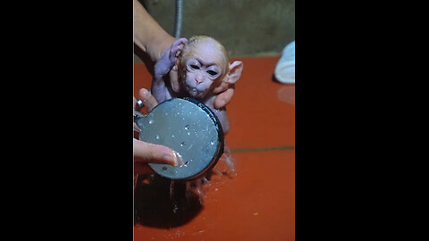 babyanimals