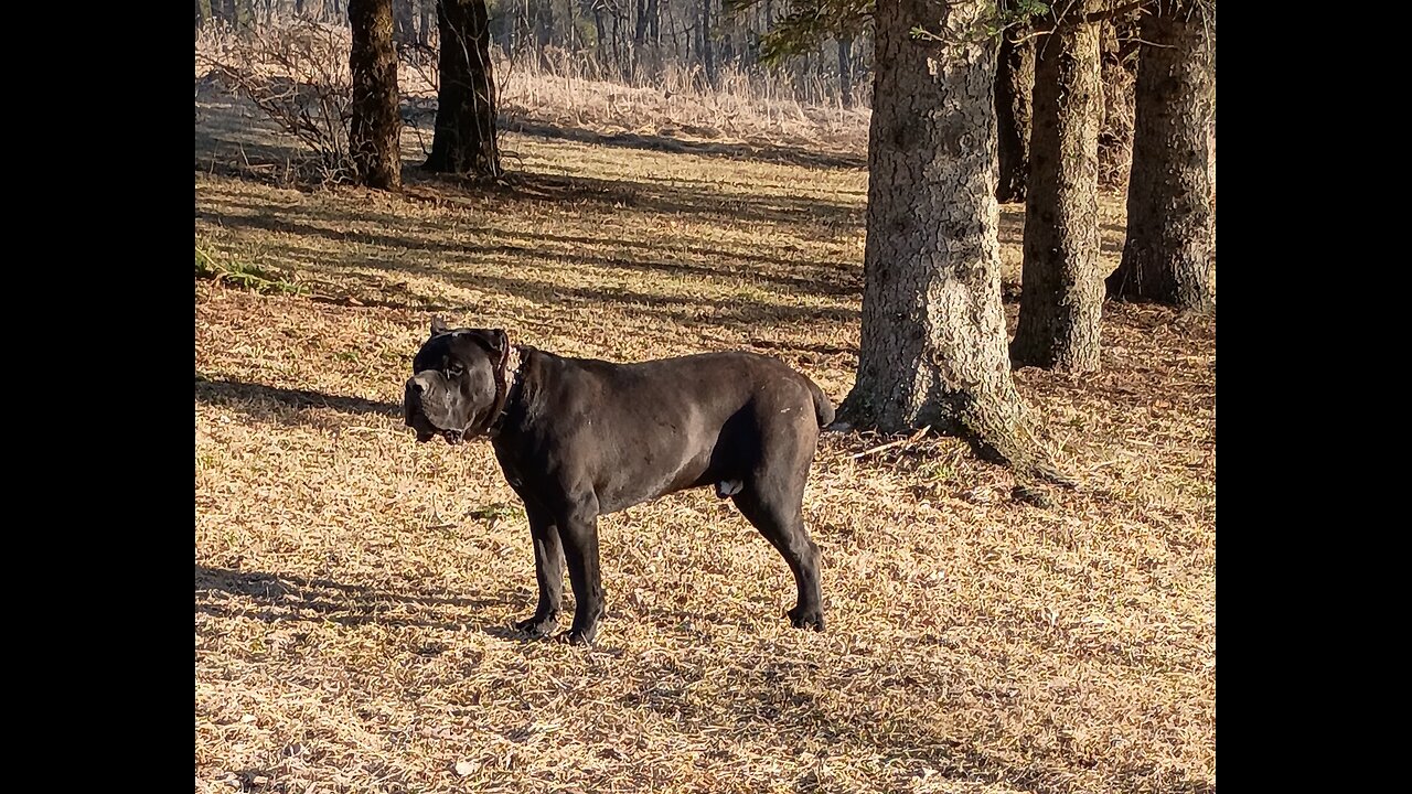 Cane Corso Females Ready to Litter. Warhammer Cane Corso