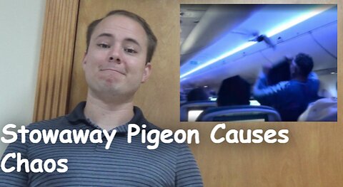 Stowaway Pigeon Causes Chaos