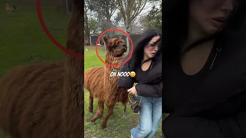 The Animals #funnyanimals #animals #pets #shorts