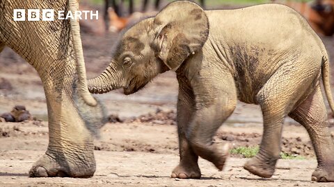 Rangers vs Poachers: The Fight To Save Africa's Elephants | Guardians | BBC Earth