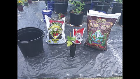 Planting Malta Black Fig Tree Into 15 Gallon Container 6/13/26