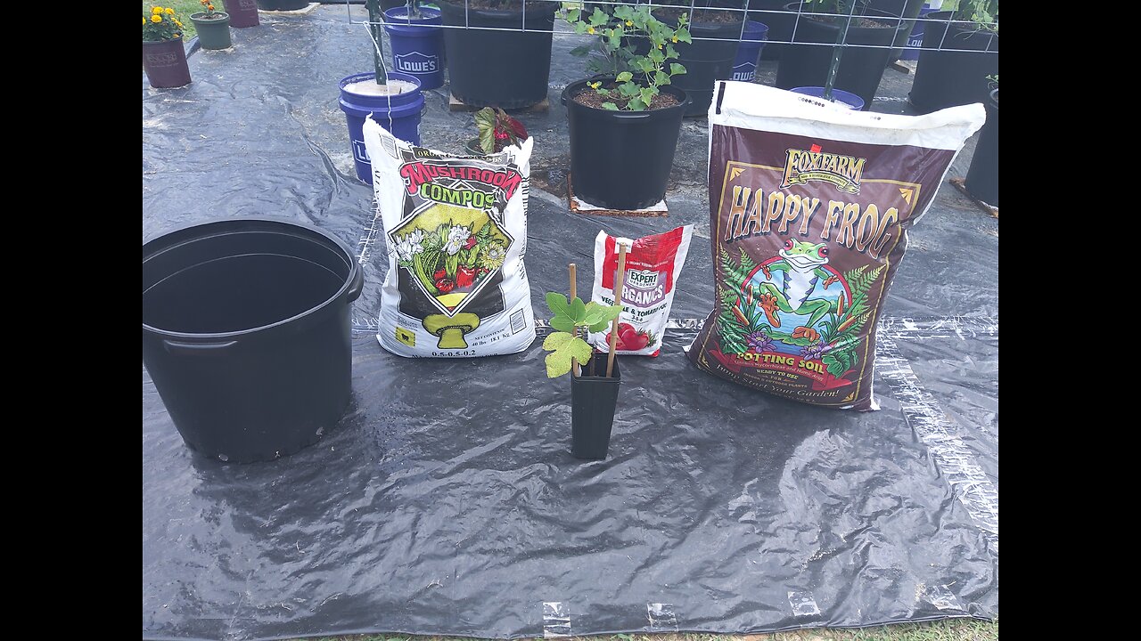 Planting Malta Black Fig Tree Into 15 Gallon Container 6/13/26