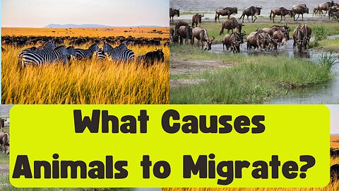 What Causes Animals To Migrate From One Place To Another?