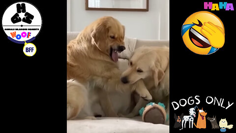 Hilarious Dog Moments (Volume 21)