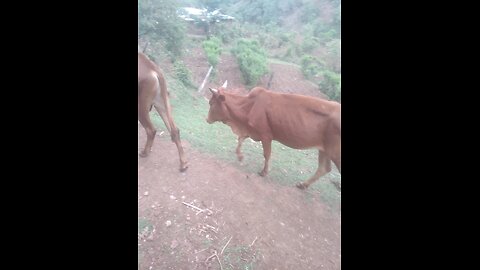 My Rural area