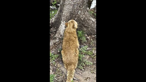 Speaking to tree.