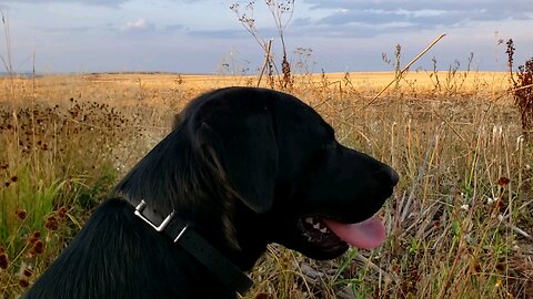 Kersh's 1st dove hunt