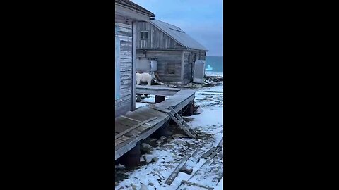 Woman chases polar bear