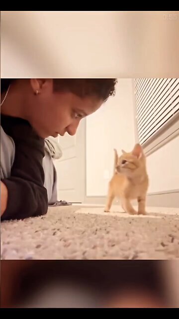 world's best Dramebaaz cat