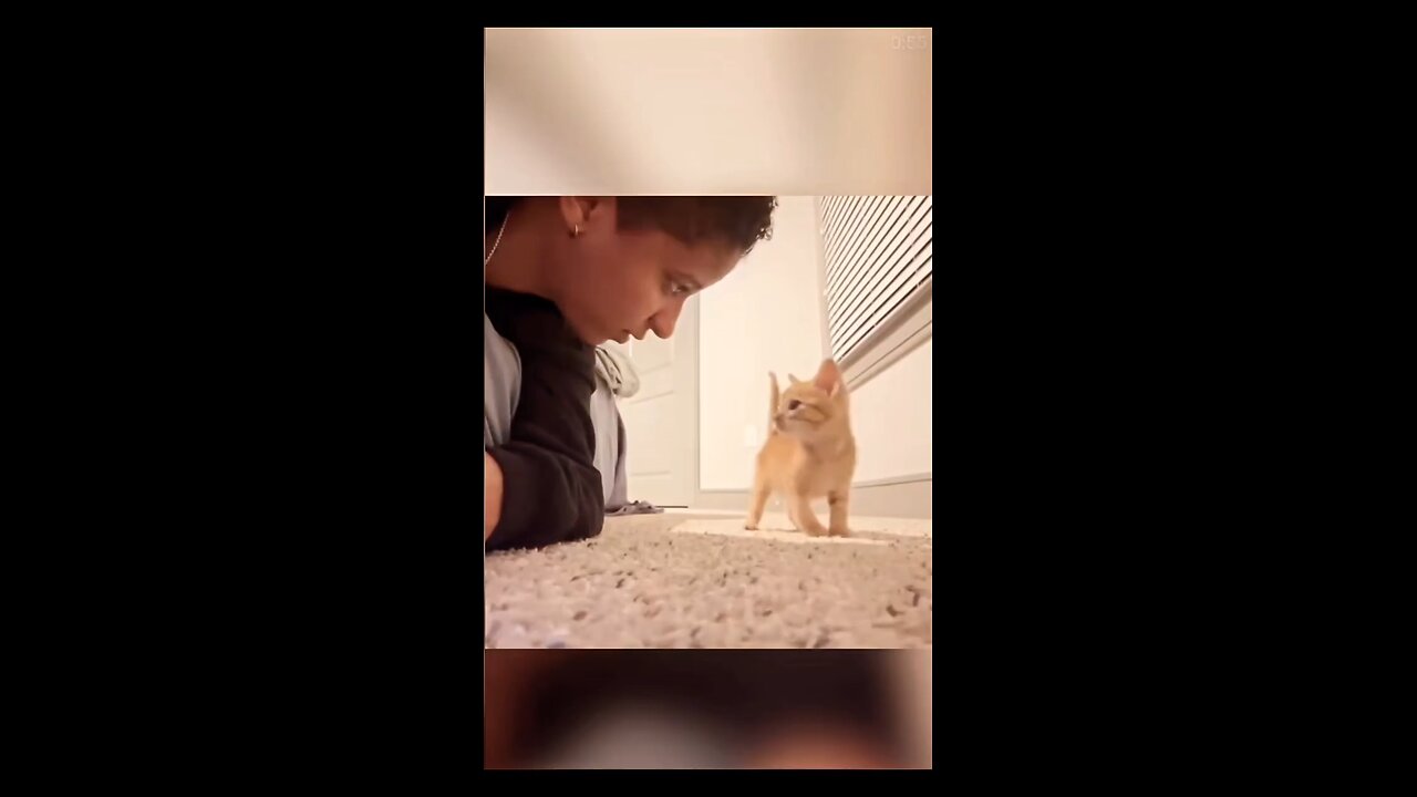 world's best Dramebaaz cat