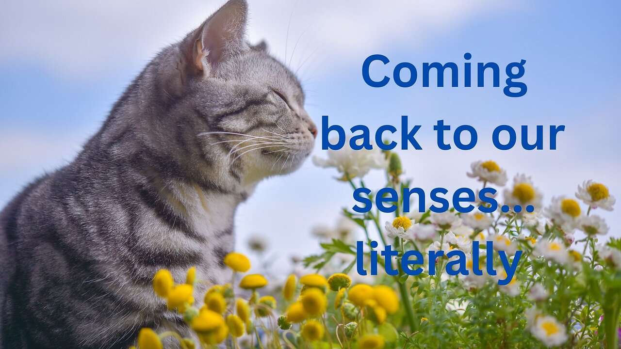 Coming back to our senses... literally Messages from Ann & the Angels - 03/29/2025