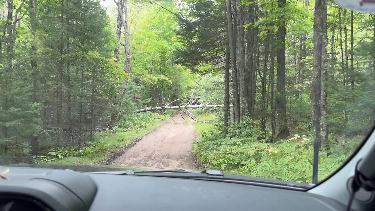 Tree down on our way to the Off Grid