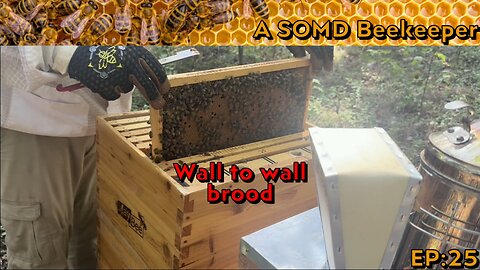 SOMD Beekeeping ep: 25 - Mid September inspections PT1