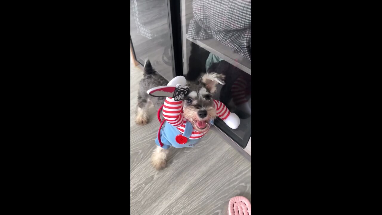funny dog