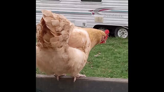 🐔 Chickens in the porch