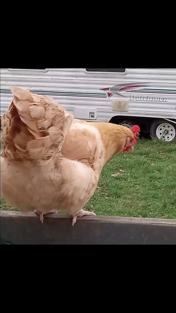 🐔 Chickens in the porch