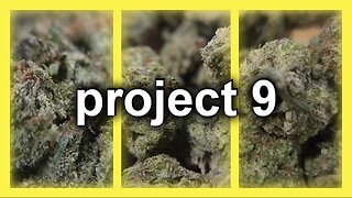 Project 9 by JK Distro Review 🌿 | Honest Thoughts on This New Strain Legal Hemp