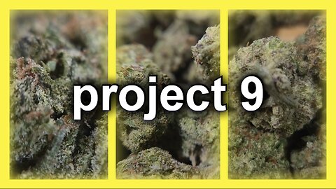 Project 9 by JK Distro Review 🌿 | Honest Thoughts on This New Strain Legal Hemp