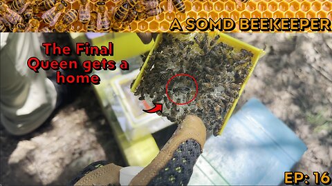 SOMD Beekeeping ep: 16 - New queens - pt 3 (Final)