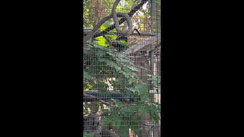 golden-headed lion tamarins 🐒 #primate #followme #monkey #trending #shorts #viral