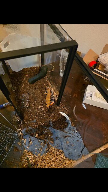 Pulper's Leopard Geckos