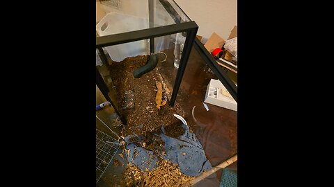 Pulper's Leopard Geckos