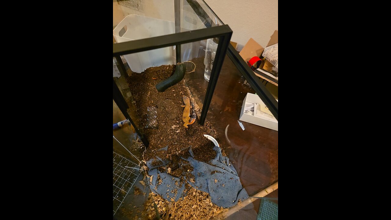 Pulper's Leopard Geckos