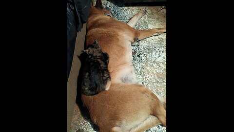 My DOG 🐕 MY kitten 😸