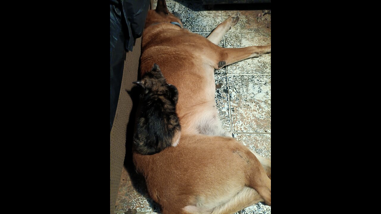 My DOG 🐕 MY kitten 😸