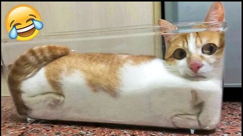 Funniest Cats and Dogs Videos 🐶🐱 | Funny Animal Videos