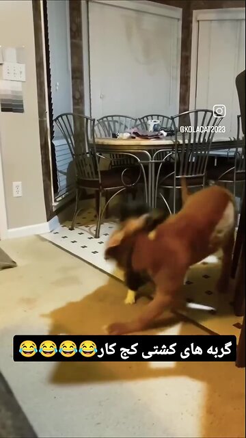 🤔😁گربه های کشتی کج کار