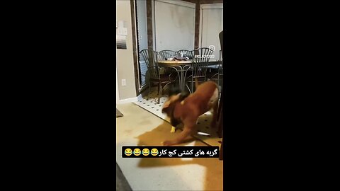 🤔😁گربه های کشتی کج کار