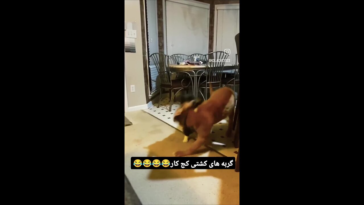 🤔😁گربه های کشتی کج کار