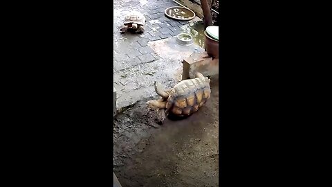 Thank you very much for your help.🐢❤️🐢