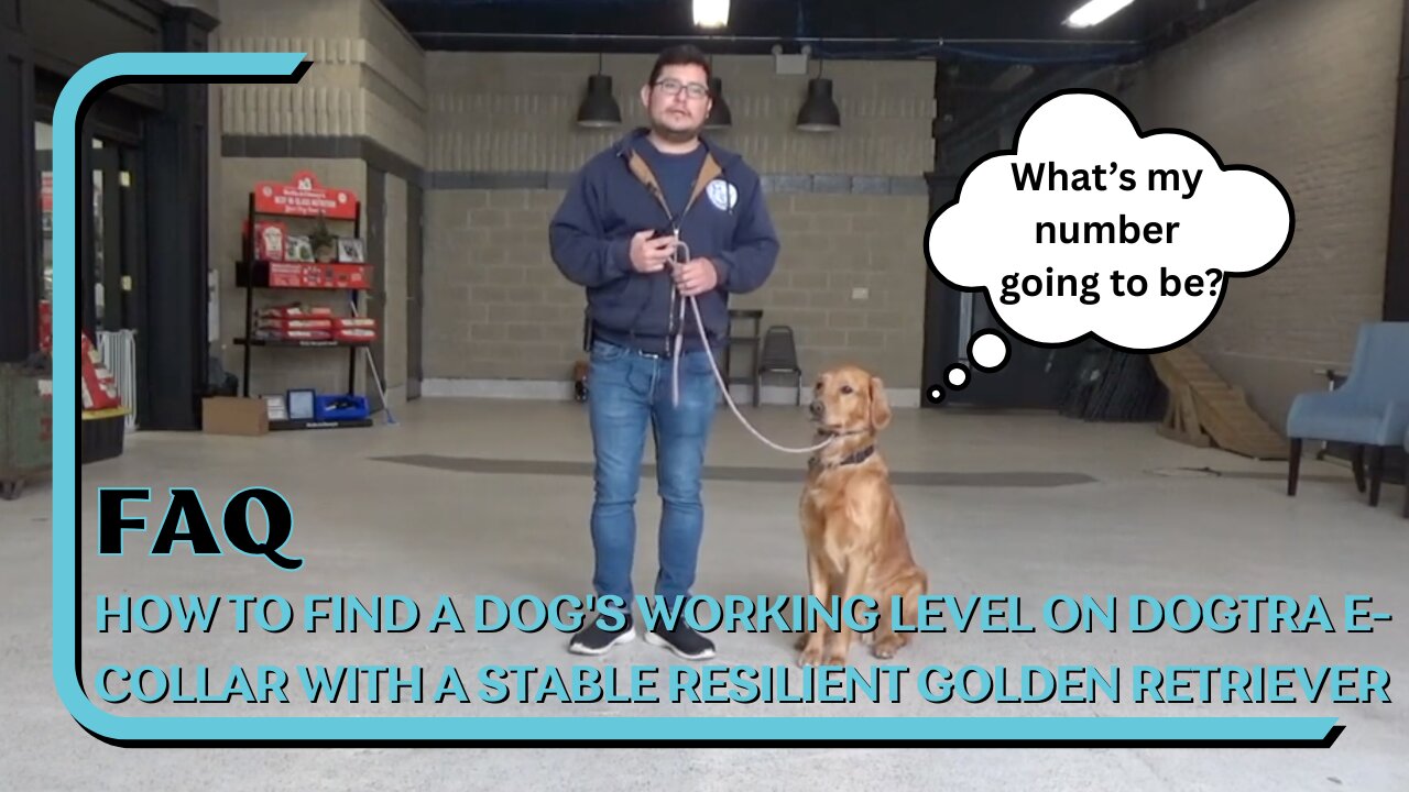 How To Find A Dog's Working Level On Dogtra E-Collar With A Stable Resilient Golden Retriever