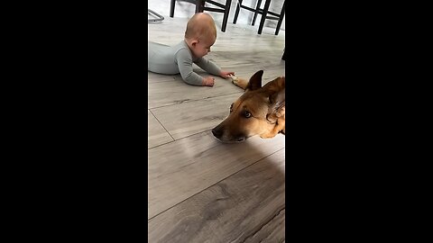 Nervous Dog Gives New Baby a Kiss || ViralHog