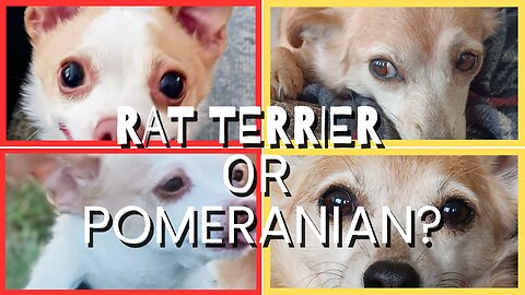 Chihuahuas! They are not all the same 🤔