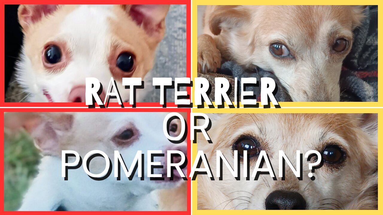 Chihuahuas! They are not all the same 🤔
