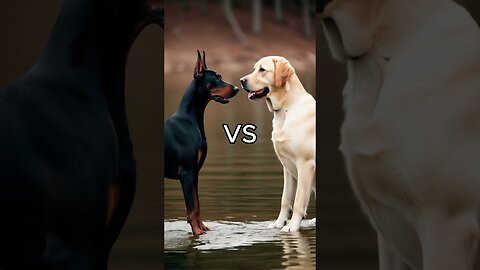 Rottweiler Puppy vs Pitbull puppy ( German Shepherd, Husky, Doberman, labrador retriever, Pointer)