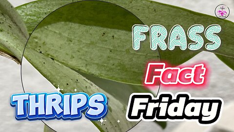Thrips on Orchids & Houseplants | Signs Symptoms Identify, Treat & Prevent Damage! 🚨🌿 #ninjaorchids