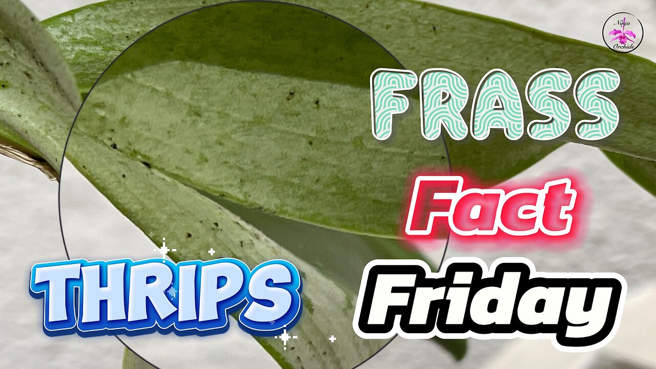 Thrips on Orchids & Houseplants | Signs Symptoms Identify, Treat & Prevent Damage! 🚨🌿 #ninjaorchids