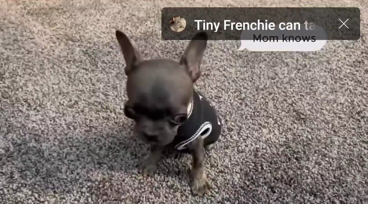 Meet little Stich