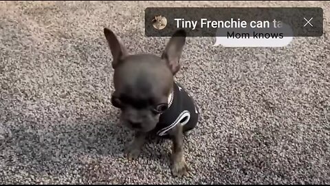 Meet little Stich