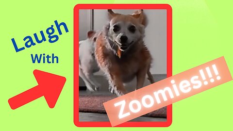 Bath Time with ZOOMIES 😂