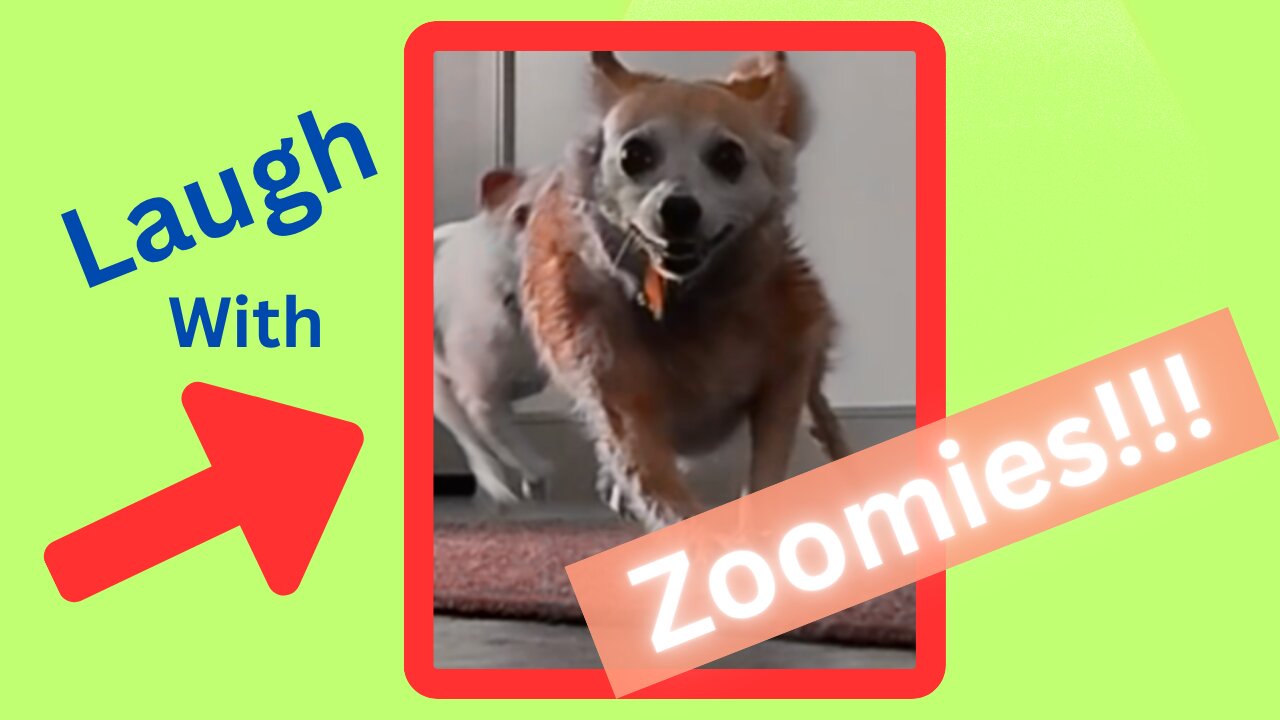 Bath Time with ZOOMIES 😂
