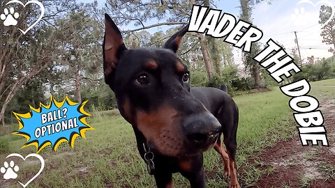 Doberman Dilemma: Ball, Porch, or Chaos?