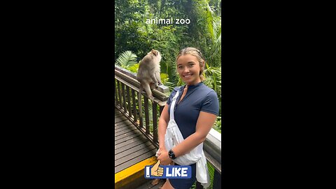 🐵 Monkey Funny Reactions That’ll Brighten Your Day#monkey #funny #trending #shortvideo 💥💥