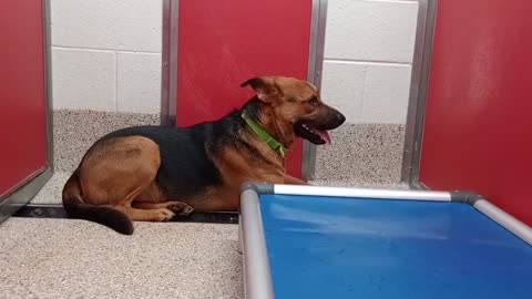 Brynn 1y A863416 kennel 12 pod 1 PACC shelter he gets closer 2 me by end needs his space20250730568