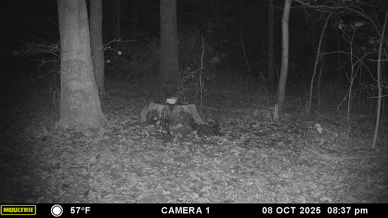 Why does this fox pee on the stump so often. Guess it belongs to him now